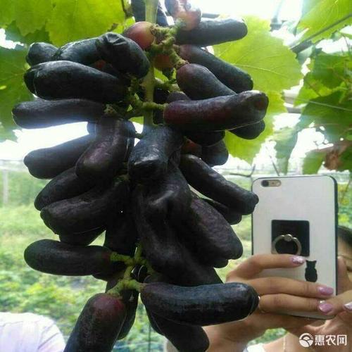甜蜜的迹象