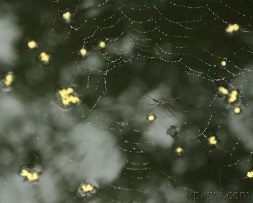 桂花寓言