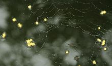 桂花飘落比喻句