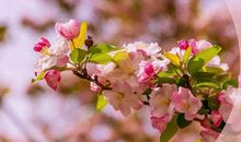 花谢花飞花满天经典语录