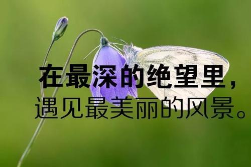 佛教语录与人生哲学