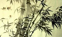 竹林里栽松树歇后语