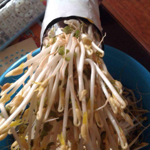 卖没有鳞的豆芽