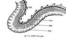 关于龙的歇后语