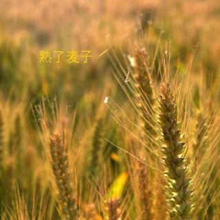 小麦的寓言