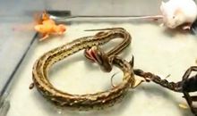 蛇和蝎子交朋友歇后语