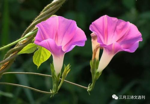 秋季植物拟人化