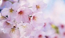 描写微笑的唯美句子