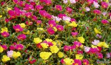 太阳花的比喻句