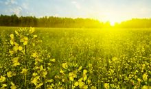 形容大自然的句子