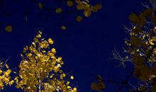 秋天的心情句子