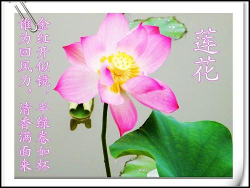 描写荷叶的诗
