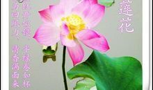 描写荷叶的诗句