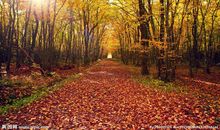 秋的美景拟人句