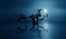 描写月光清冷的诗句