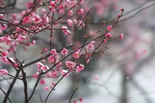 梅花的拟人化句子