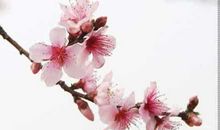 桃花的拟人句
