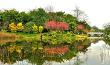 描写花朵开放的句子