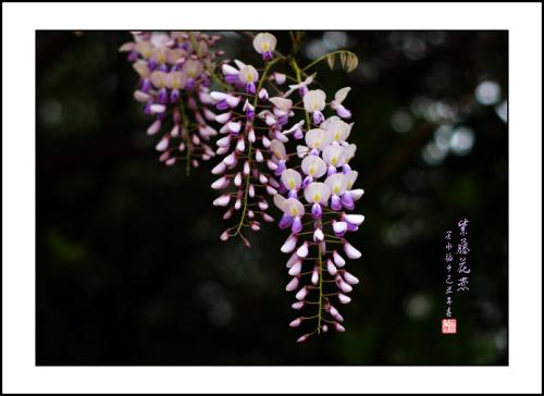 比喻句紫藤花