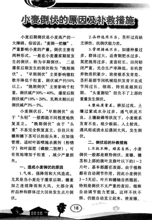 小麦谚语