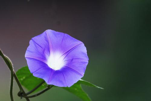 喇叭花