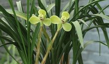 写兰花的比喻句