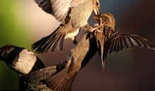 麻雀回家歇后语