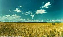 关于田野比喻句