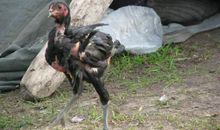 有关西瓜的歇后语