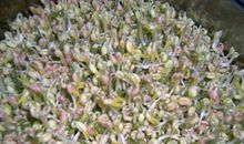 写绿豆的比喻句