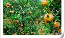 八月的石榴歇后语