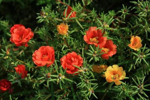 秋花句