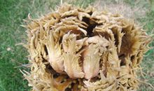 干年铁树开花歇后语