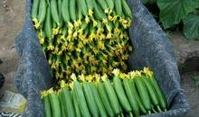 八月的黄瓜棚歇后语