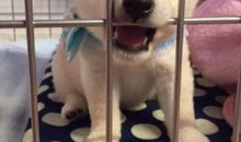 可以逗人开心的话