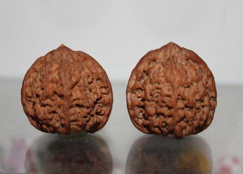 核桃寓言八月