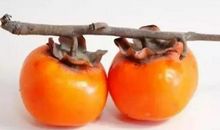 八月的柿子歇后语