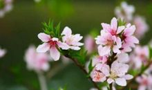 描写花草的比喻句