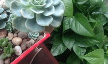 班级凝聚力强的口号