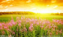 果园里的拟人句