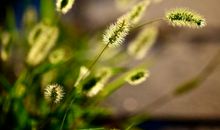 春天景物的比喻句