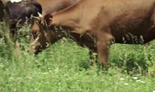 黄牛吃草歇后语