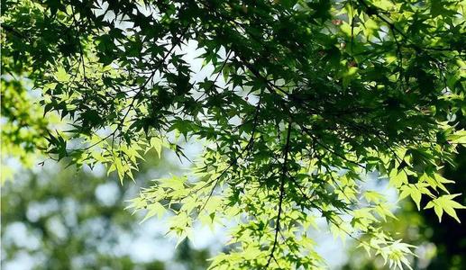 夏静的平行句