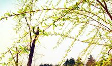 关于落叶拟人句