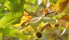 秋天树叶拟人句