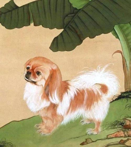 狗吃绿草过敏