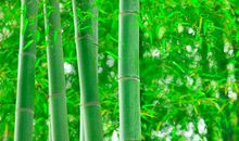 关于绿色的比喻句