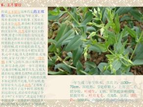 关于小麦的谚语集