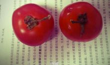 西红柿的比喻句