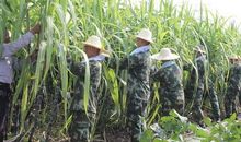 甘蔗地里长草歇后语